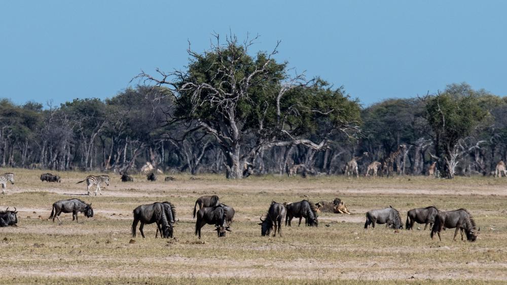 Hwange National Park