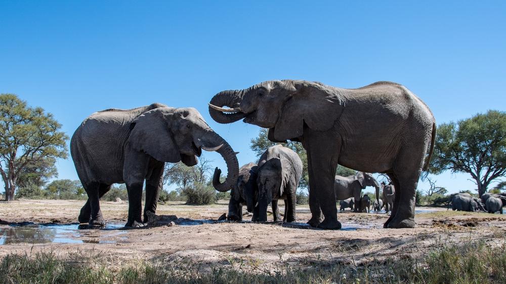 Hwange National Park