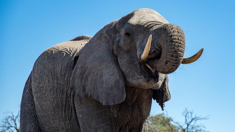 Hwange National Park