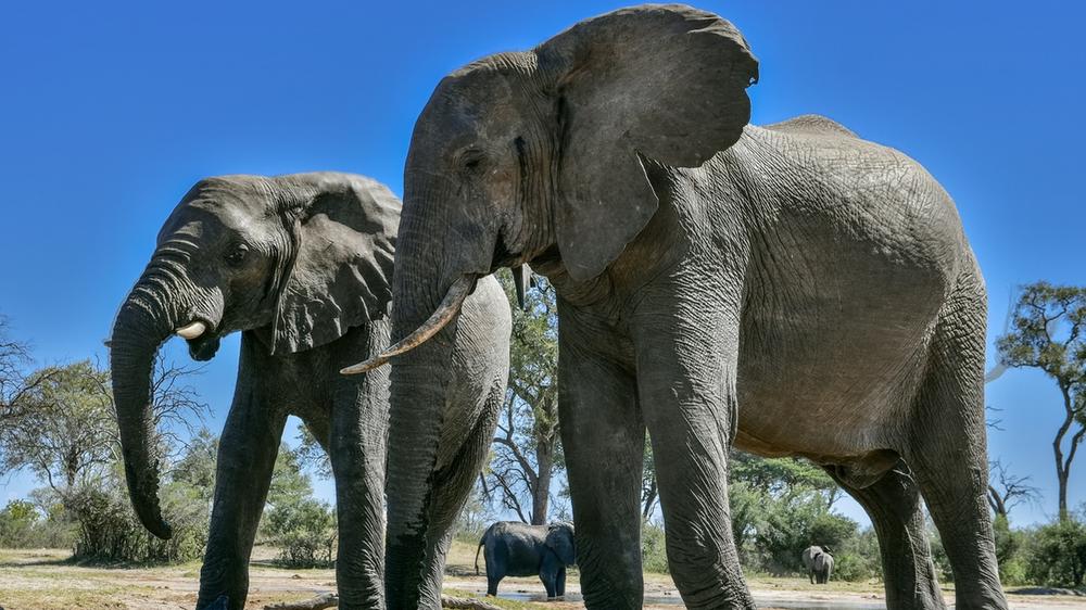 Hwange National Park