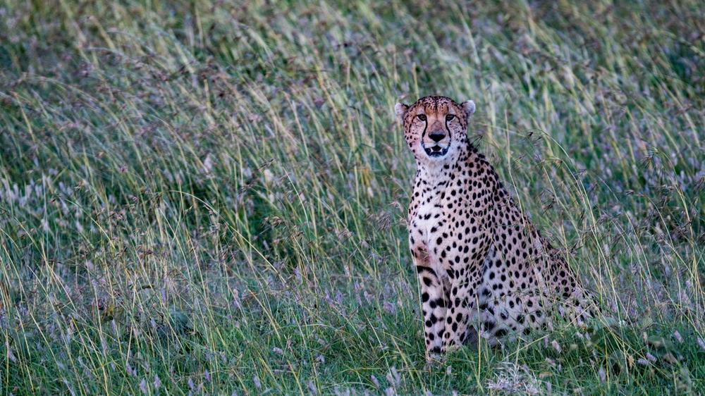 Hluhluwe–Imfolozi Park