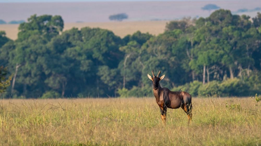 Masai Mara