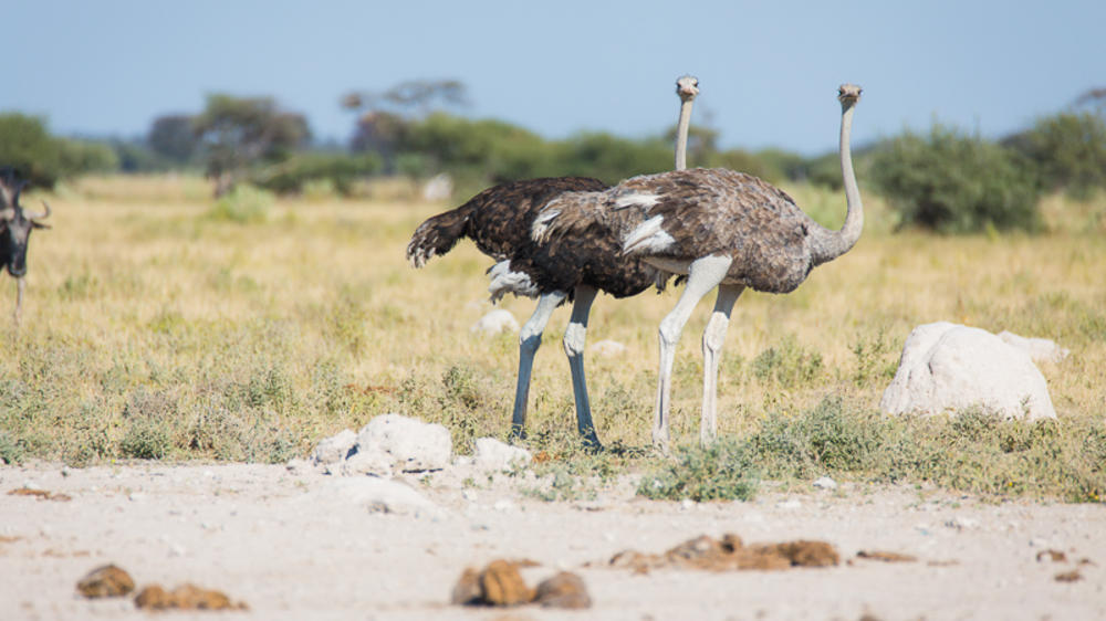 Boteti River - Makgadikgadi Pans National Park