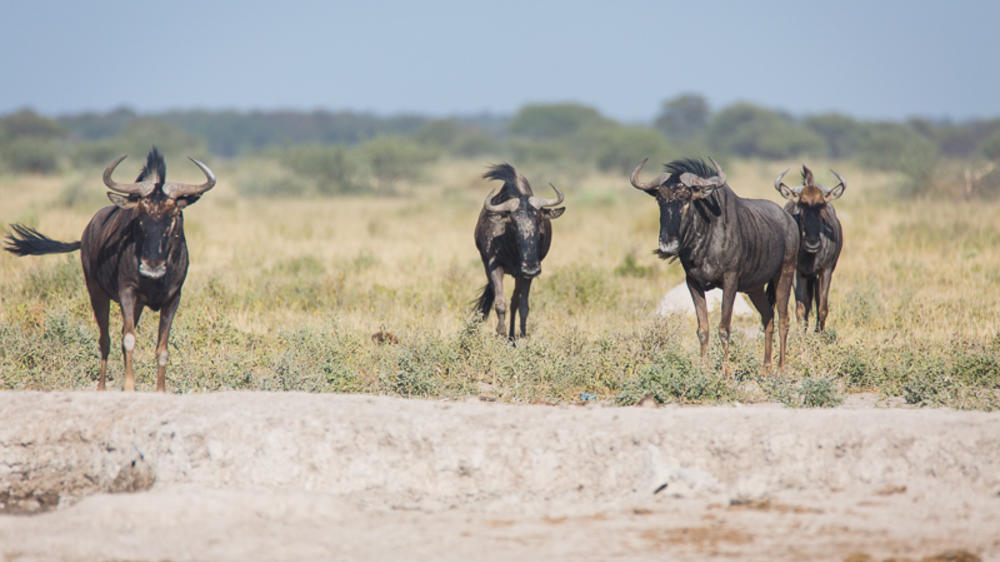 Boteti River - Makgadikgadi Pans National Park