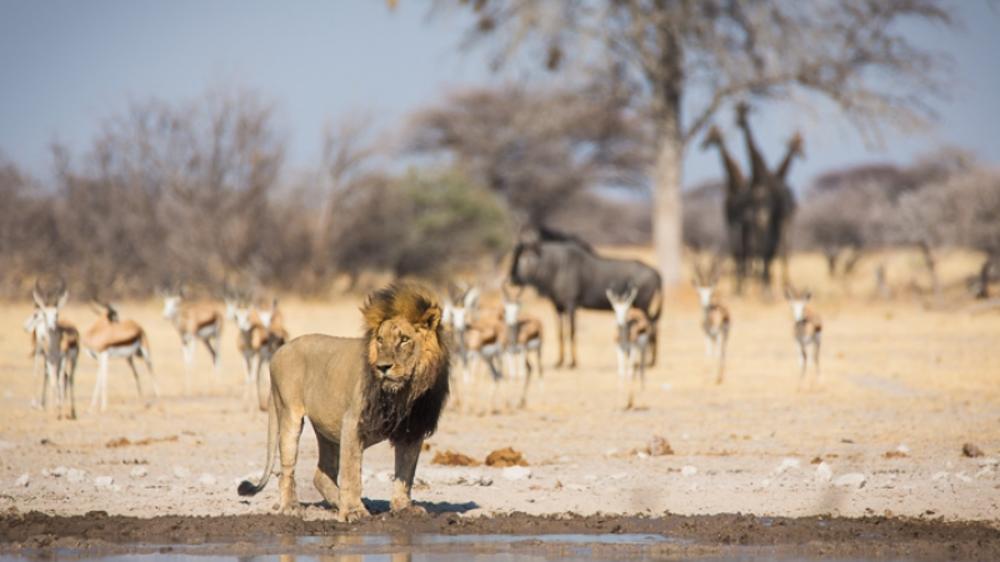 Boteti River - Makgadikgadi Pans National Park
