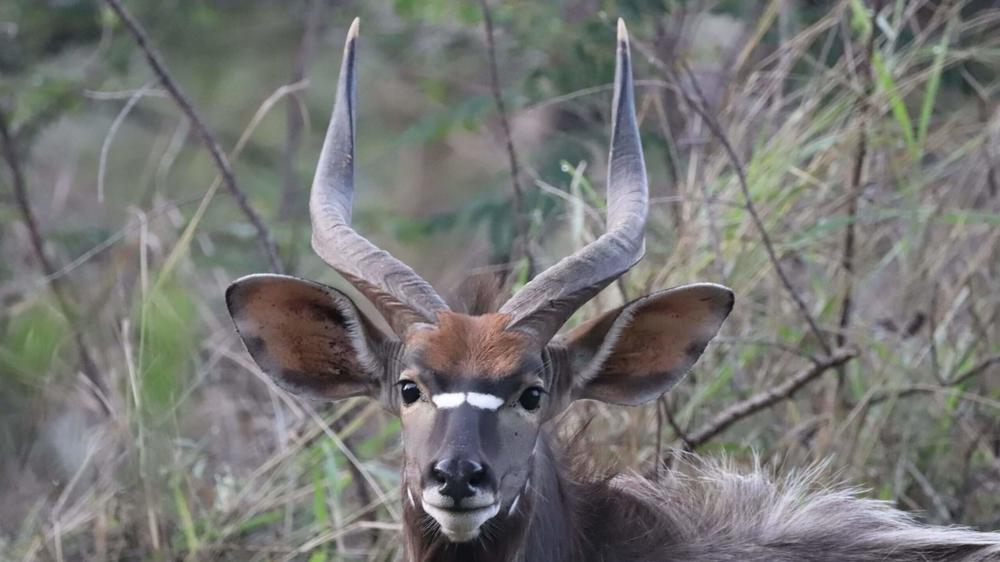Loziba Wildlife Reserve Tented Camp