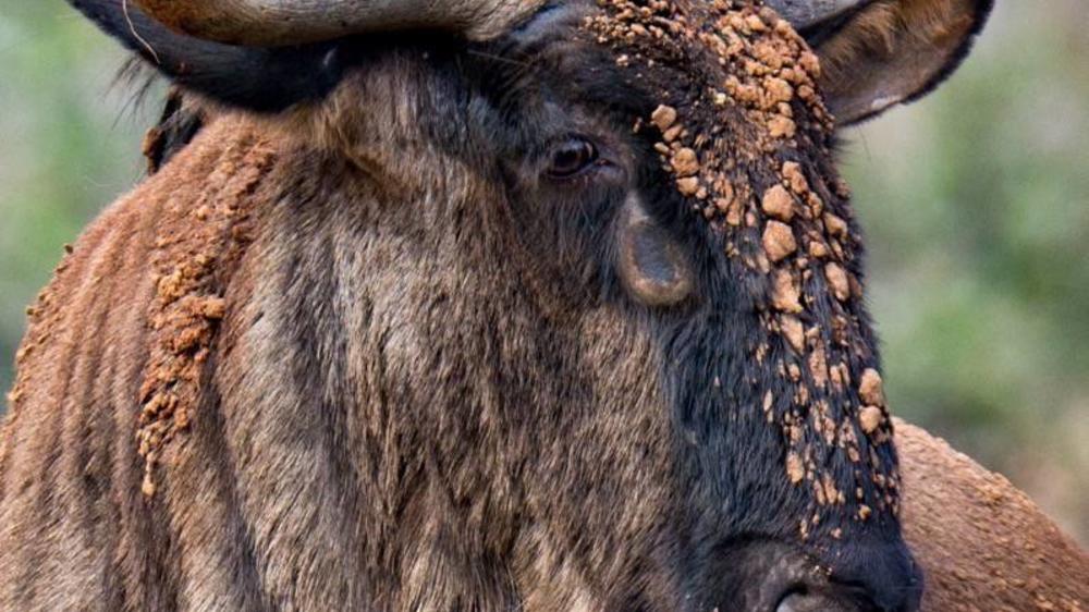 Hluhluwe–Imfolozi Park