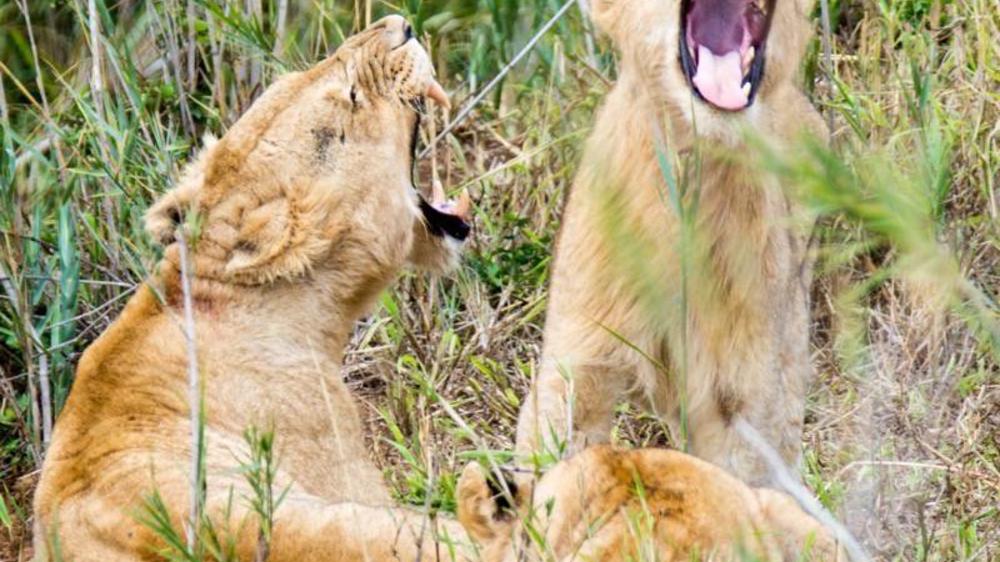 Hluhluwe–Imfolozi Park