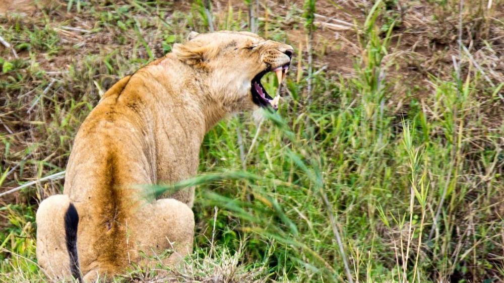 Hluhluwe–Imfolozi Park