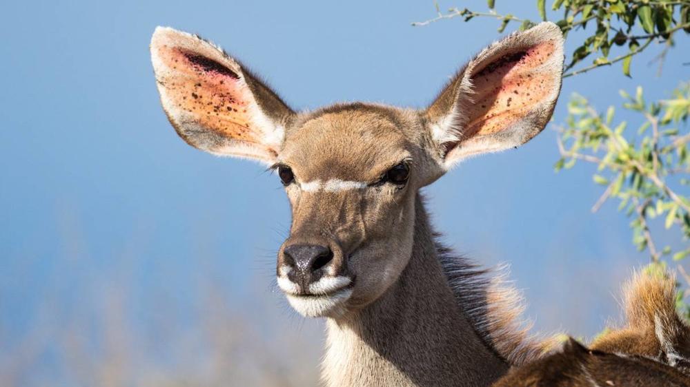 Hluhluwe–Imfolozi Park