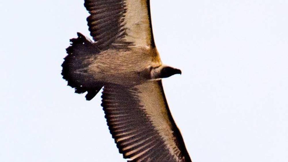 Hluhluwe–Imfolozi Park