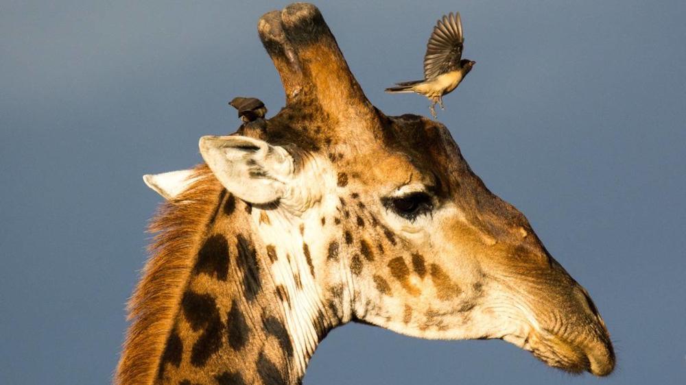 Hluhluwe–Imfolozi Park