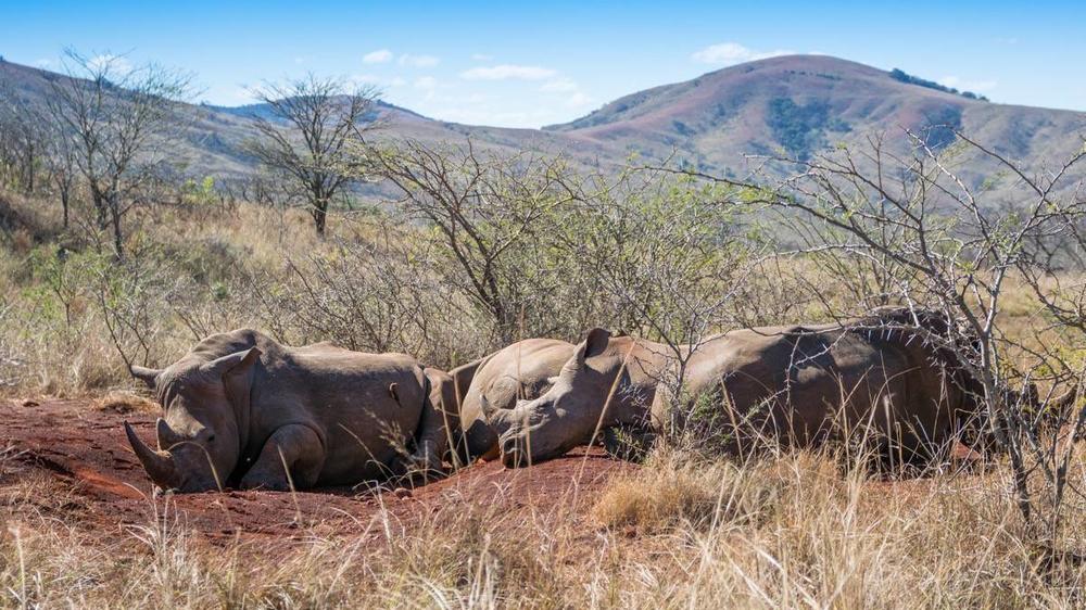 Hluhluwe–Imfolozi Park