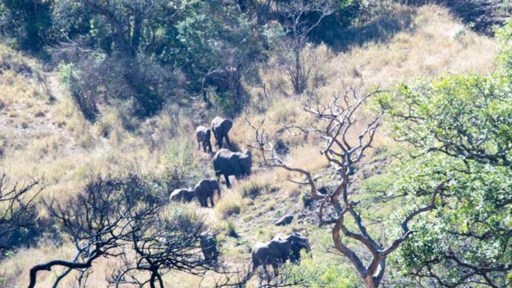 Hluhluwe–Imfolozi Park