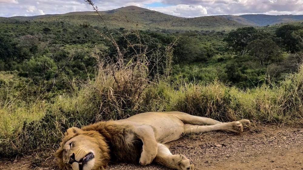 Hluhluwe–Imfolozi Park