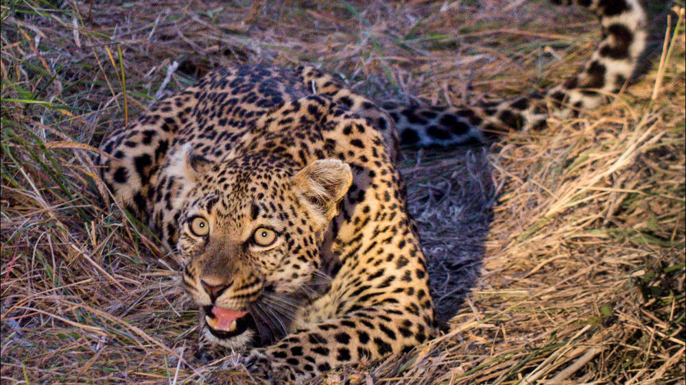Sabi Sand Nature Reserve
