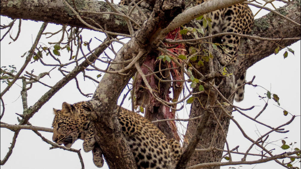 Sabi Sand Nature Reserve