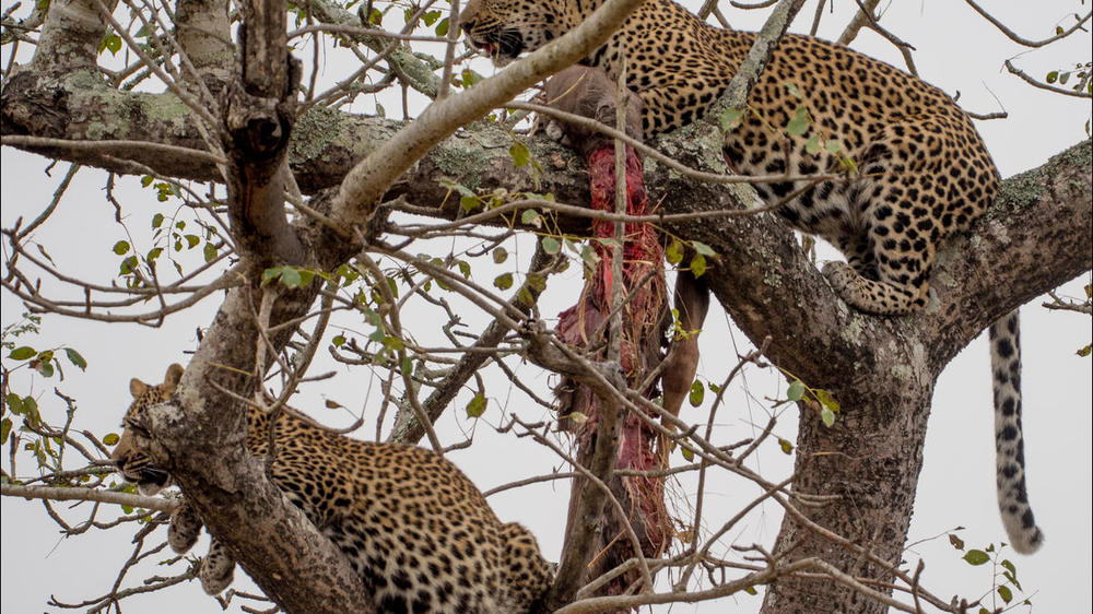 Kruger National Park