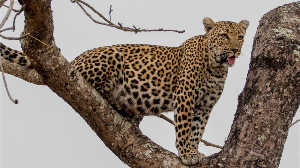 Sabi Sand Nature Reserve