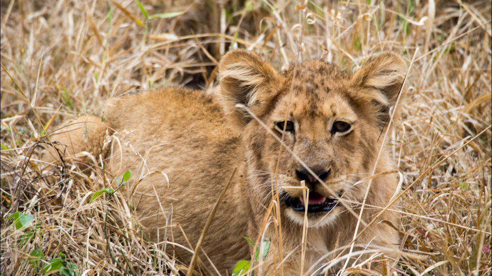 Sabi Sand Nature Reserve