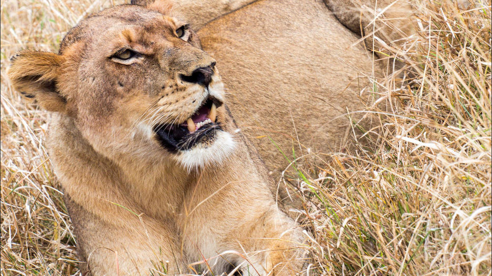 Sabi Sand Nature Reserve