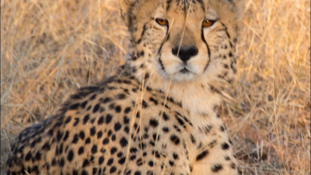 Kruger National Park