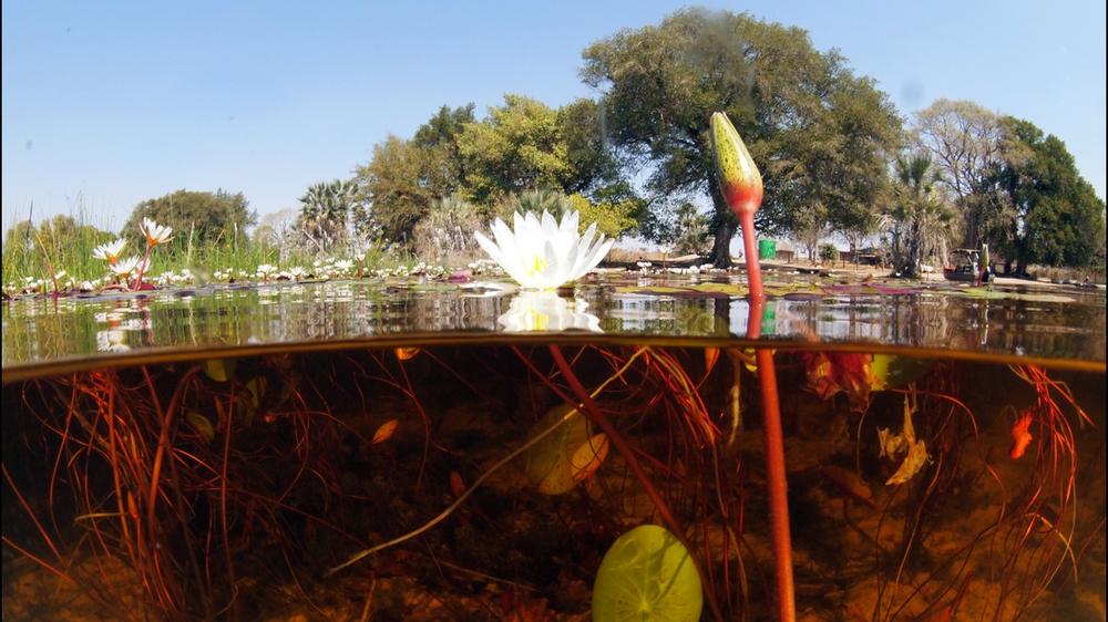 Okavango Delta
