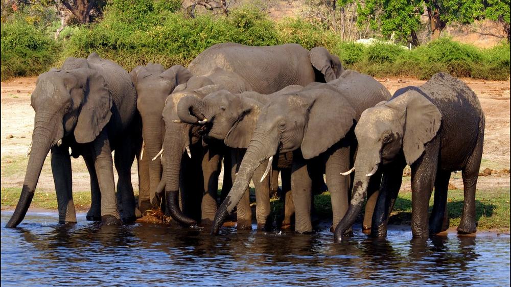Chobe National Park