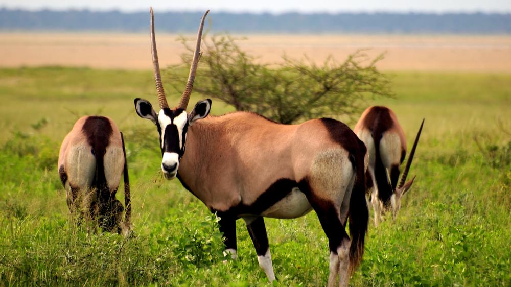 Central Kalahari Game Reserve