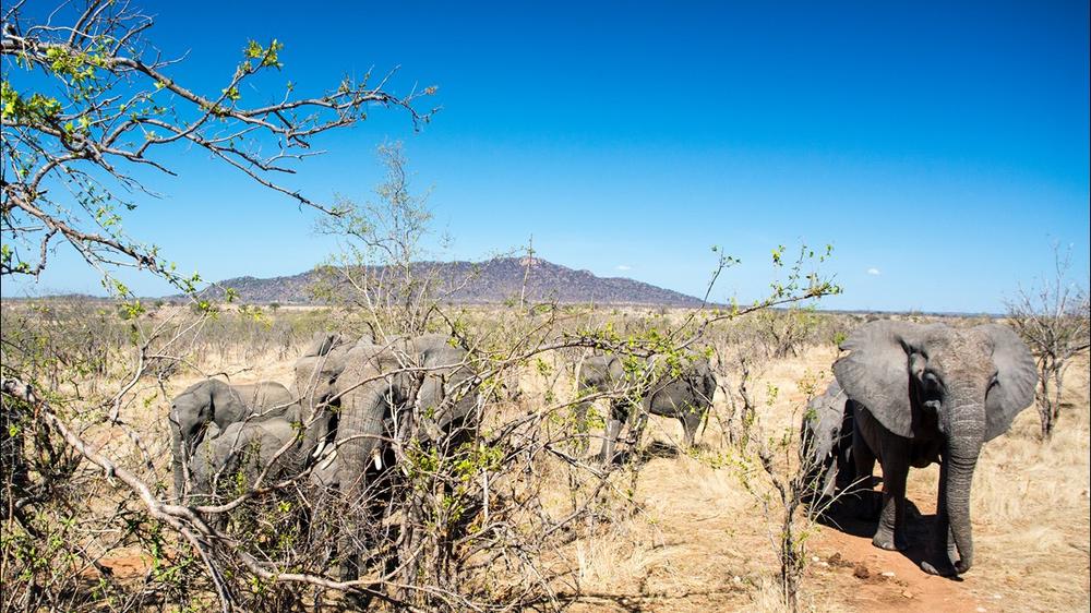 Ruaha National Park