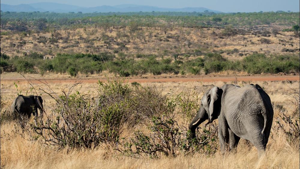 Ruaha National Park