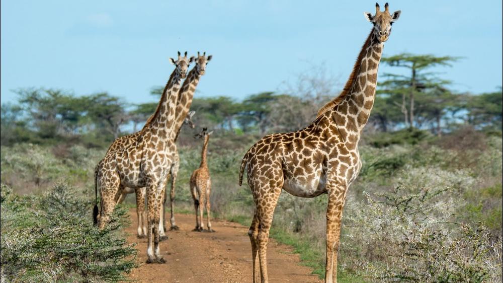 Selous Game Reserve