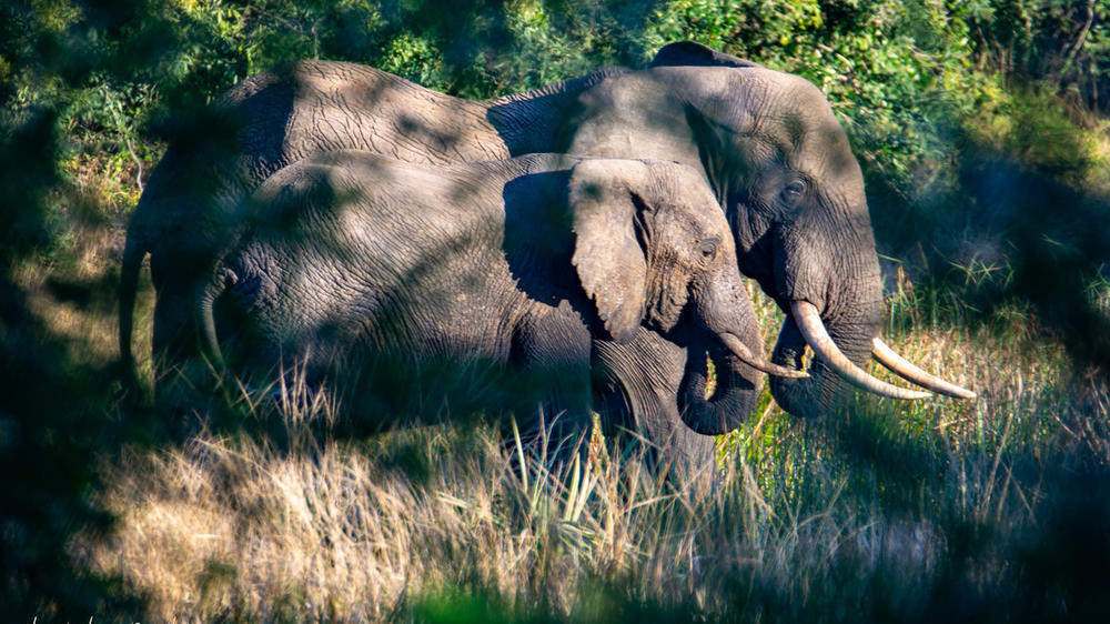 Tembe Elephant Park