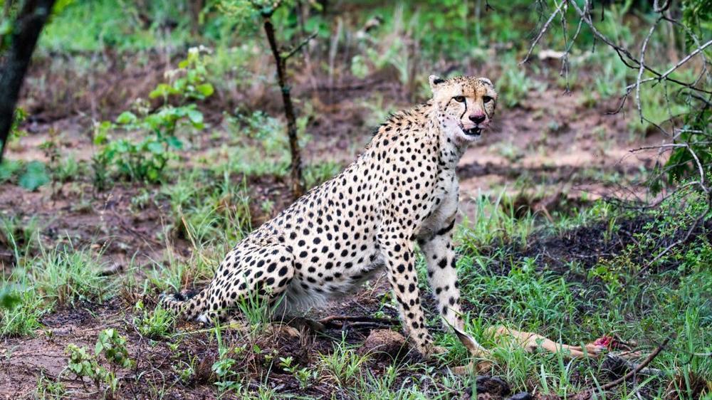 Timbavati Private Nature Reserve