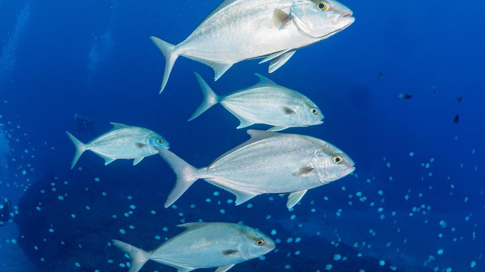 St Helena