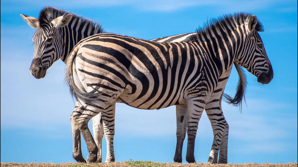 Kruger National Park