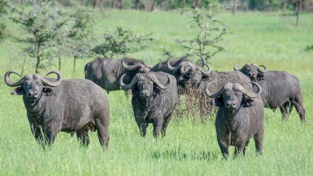 Serengeti National Park