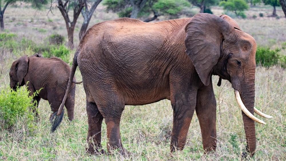 Tarangire National Park