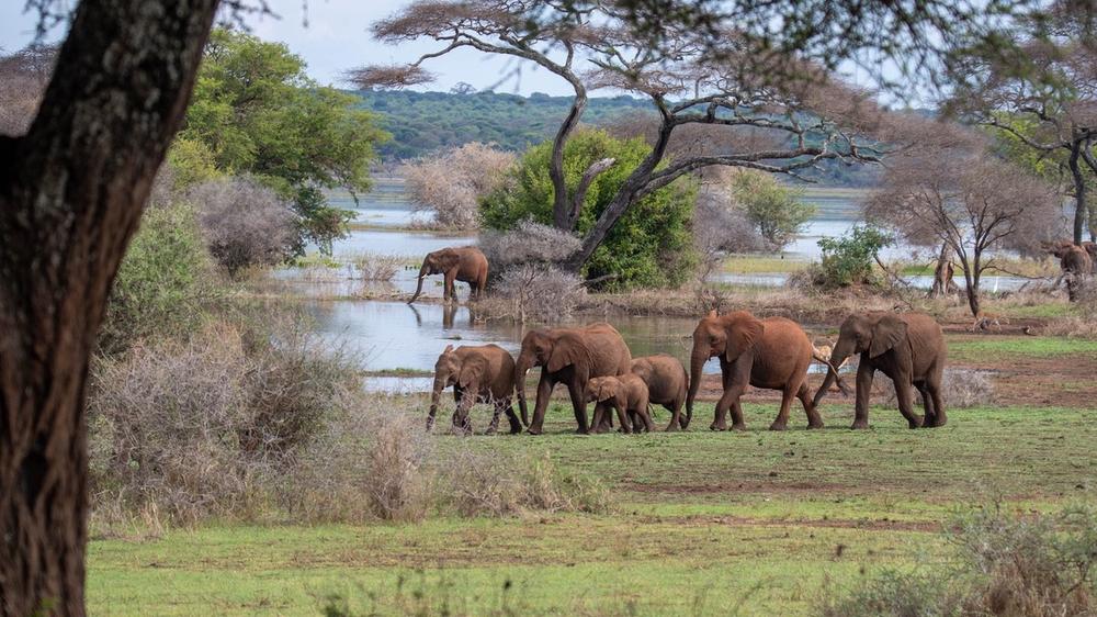 Tarangire National Park