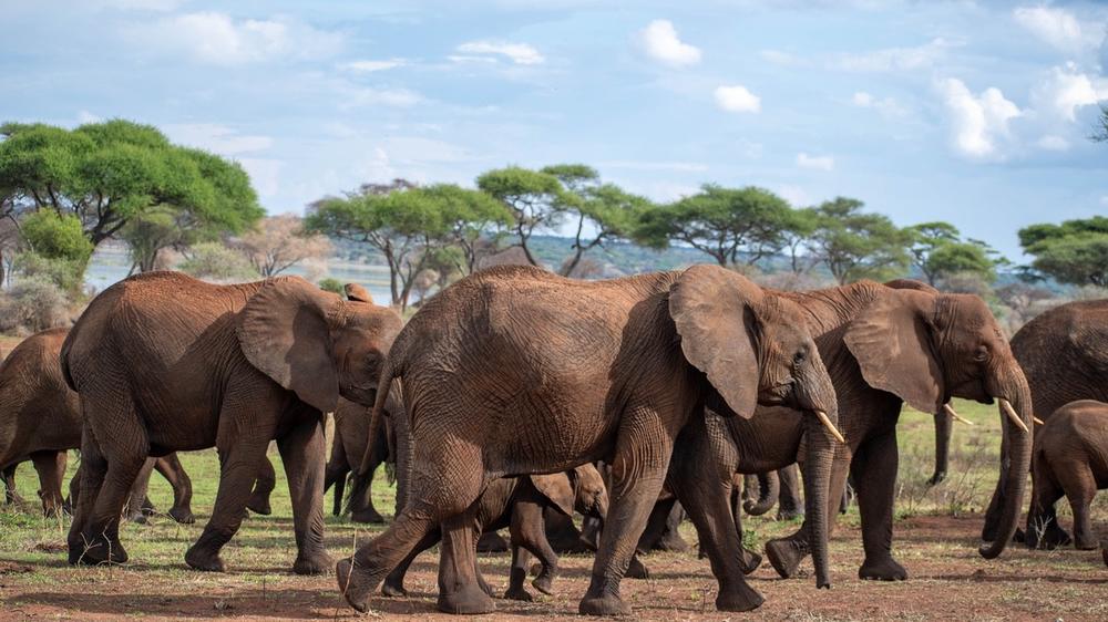 Tarangire National Park