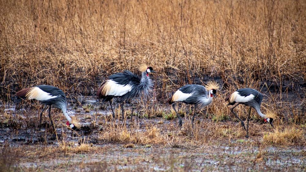 Tarangire National Park