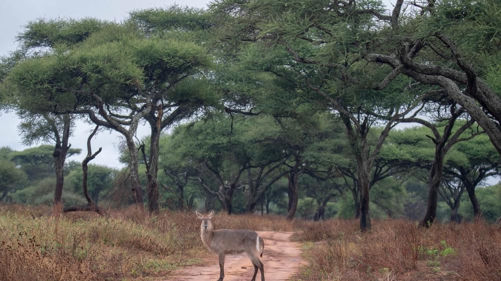 Tarangire National Park