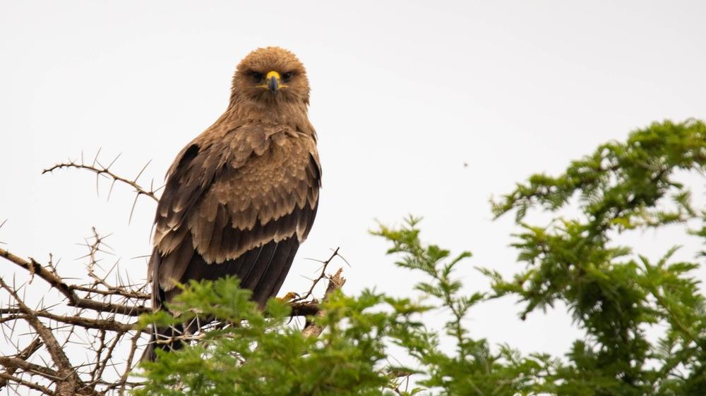 Tarangire National Park