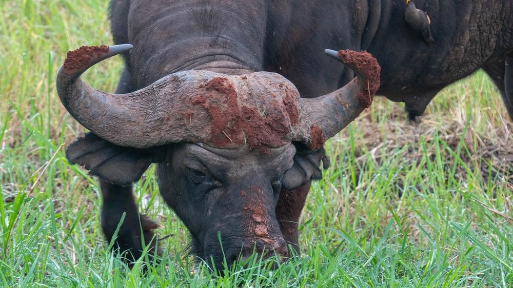 Tarangire National Park