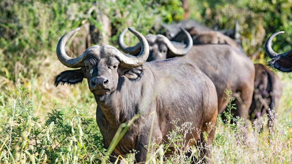 Serengeti National Park