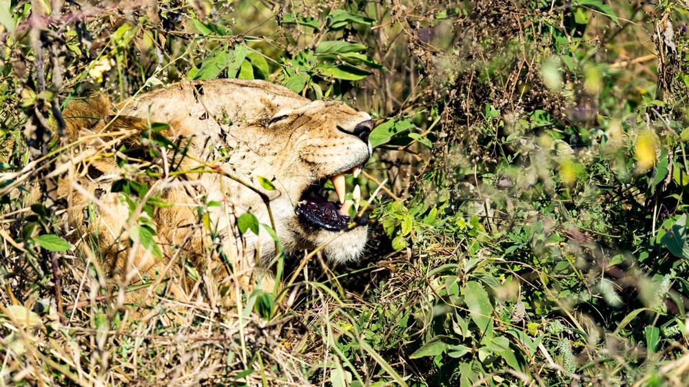 Serengeti National Park