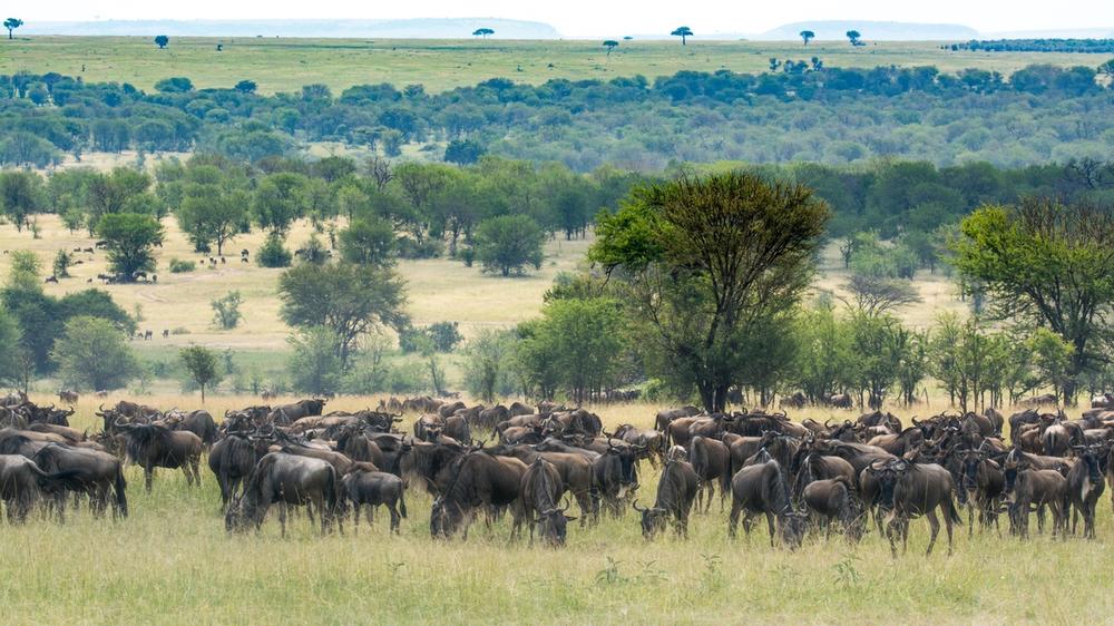 Northern Serengeti