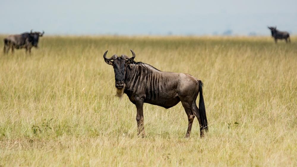 Serengeti National Park