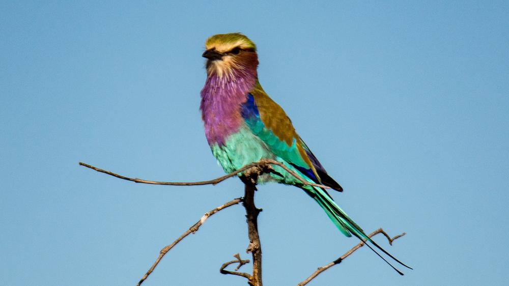 Hwange National Park