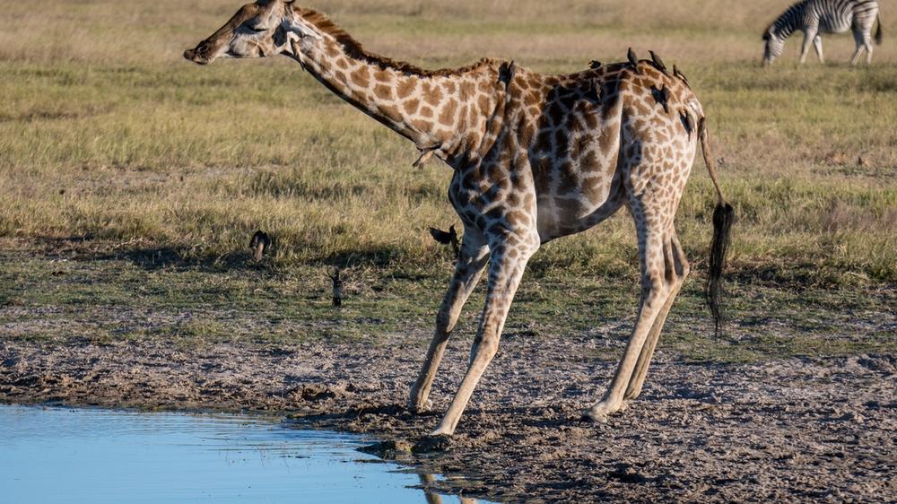 Hwange National Park